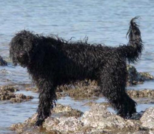 世界中型犬排行榜,葡萄牙水犬英勇無畏,薩摩耶稱為“微笑天使”