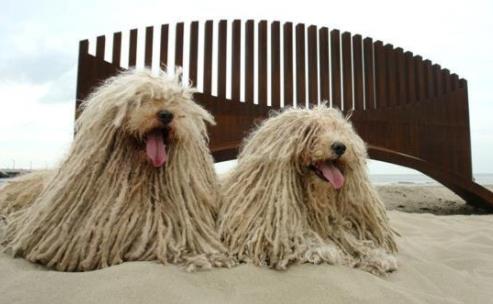 世界中型犬排行榜,葡萄牙水犬英勇無畏,薩摩耶稱為“微笑天使”