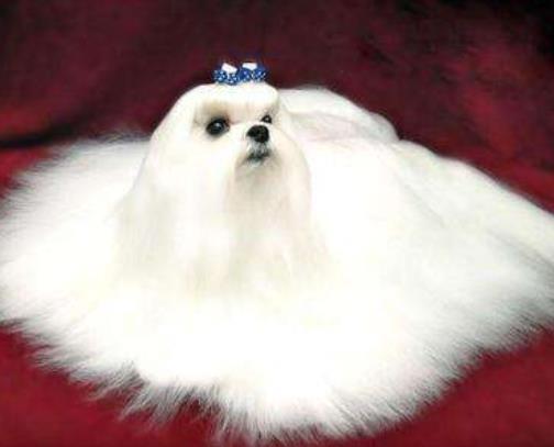 世界十大小型犬排名,迷你雪納瑞是優良家庭犬,比熊犬嬌小強健