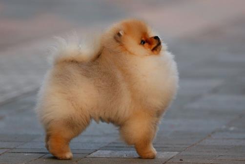 世界十大小型犬排名,迷你雪納瑞是優良家庭犬,比熊犬嬌小強健