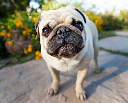 世界十大小型犬排名,迷你雪納瑞是優良家庭犬,比熊犬嬌小強健