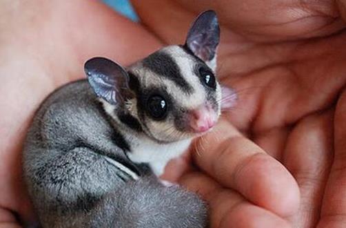 小巧可隨身攜帶的寵物排行,侏儒兔、小太陽鸚鵡小巧又可愛