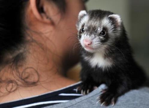 小巧可隨身攜帶的寵物排行,侏儒兔、小太陽鸚鵡小巧又可愛