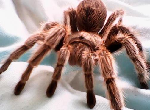 小巧可隨身攜帶的寵物排行,侏儒兔、小太陽鸚鵡小巧又可愛