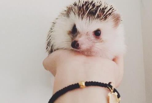 小巧可隨身攜帶的寵物排行,侏儒兔、小太陽鸚鵡小巧又可愛