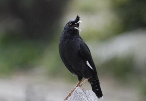 小巧可隨身攜帶的寵物排行,侏儒兔、小太陽鸚鵡小巧又可愛