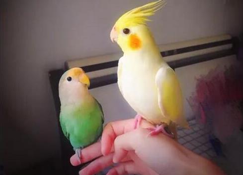 小巧可隨身攜帶的寵物排行,侏儒兔、小太陽鸚鵡小巧又可愛