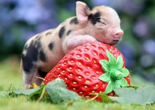 小巧可隨身攜帶的寵物排行,侏儒兔、小太陽鸚鵡小巧又可愛