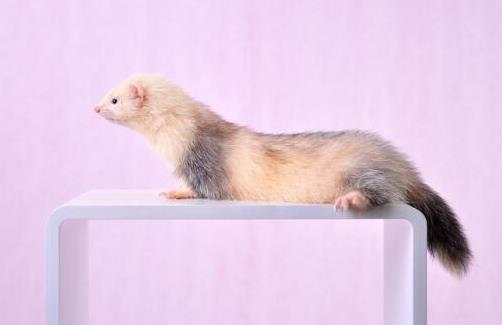 十大省心又好養的寵物排行榜,倉鼠小巧溫順,中華草龜很長壽