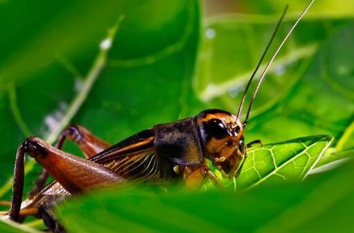 十大省心又好養的寵物排行榜,倉鼠小巧溫順,中華草龜很長壽