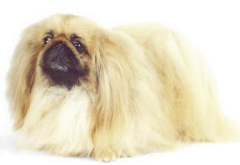 狗狗平均壽命排行榜,藏獒力大勇猛,北京犬代表勇氣和大膽