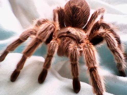 十大省心又好養的寵物排行榜,倉鼠小巧溫順,中華草龜很長壽