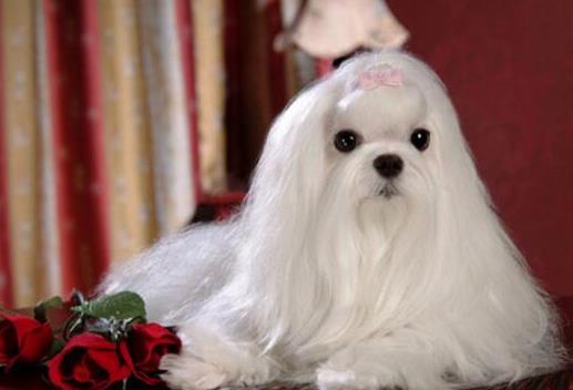 狗狗平均壽命排行榜,藏獒力大勇猛,北京犬代表勇氣和大膽