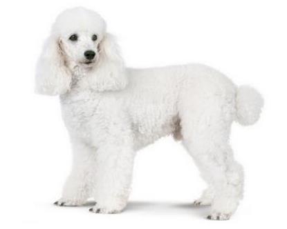 狗狗平均壽命排行榜,藏獒力大勇猛,北京犬代表勇氣和大膽