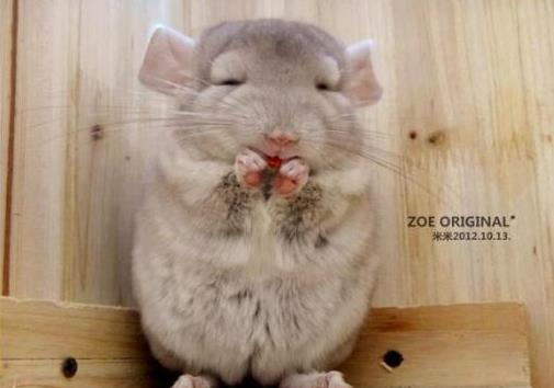 十大省心又好養的寵物排行榜,倉鼠小巧溫順,中華草龜很長壽