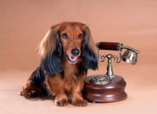 狗狗平均壽命排行榜,藏獒力大勇猛,北京犬代表勇氣和大膽