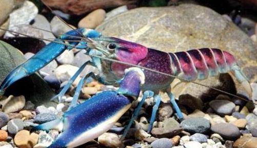 十大省心又好養的寵物排行榜,倉鼠小巧溫順,中華草龜很長壽