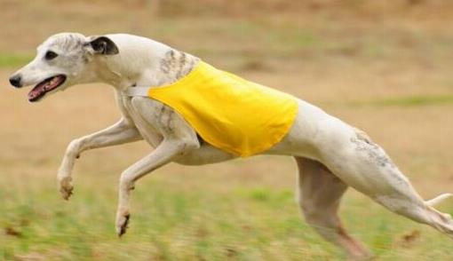 狗狗平均壽命排行榜,藏獒力大勇猛,北京犬代表勇氣和大膽