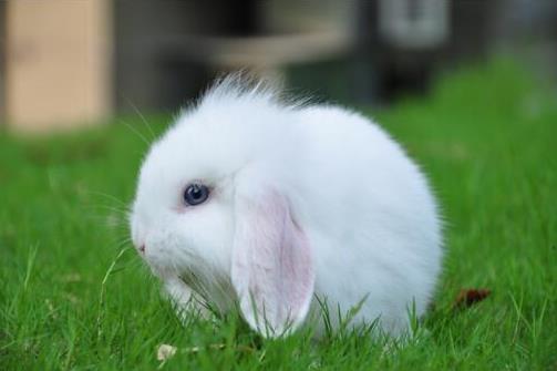 十大省心又好養的寵物排行榜,倉鼠小巧溫順,中華草龜很長壽