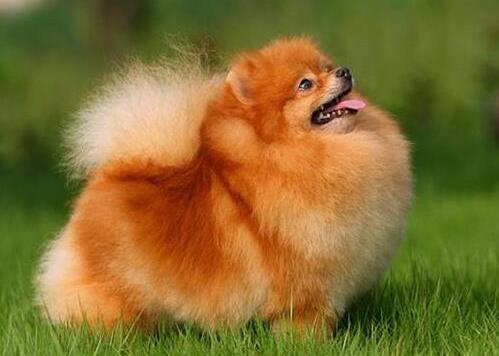 狗狗平均壽命排行榜,藏獒力大勇猛,北京犬代表勇氣和大膽