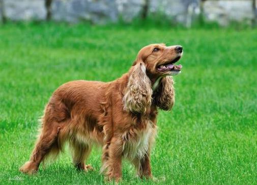 狗狗平均壽命排行榜,藏獒力大勇猛,北京犬代表勇氣和大膽