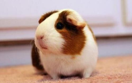 十大省心又好養的寵物排行榜,倉鼠小巧溫順,中華草龜很長壽