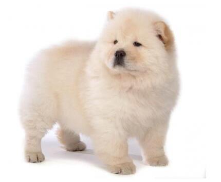 狗狗平均壽命排行榜,藏獒力大勇猛,北京犬代表勇氣和大膽