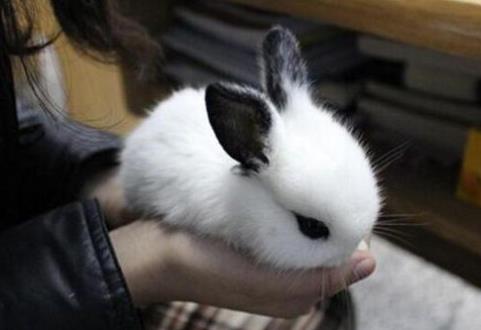 十大最粘人寵物排行榜,英國古代牧羊犬敦厚親人,金毛是乖巧助手