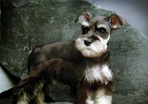 最適合家養的狗狗排名,薩摩耶能治愈傷感,博美嬌小可愛