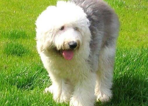 十大最粘人寵物排行榜,英國古代牧羊犬敦厚親人,金毛是乖巧助手