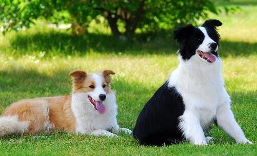 最適合家養的狗狗排名,薩摩耶能治愈傷感,博美嬌小可愛