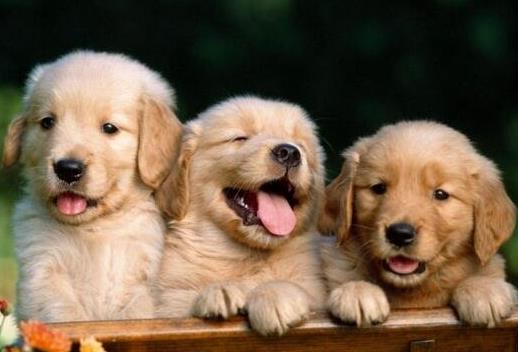 十大最粘人寵物排行榜,英國古代牧羊犬敦厚親人,金毛是乖巧助手