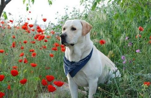 最適合家養的狗狗排名,薩摩耶能治愈傷感,博美嬌小可愛