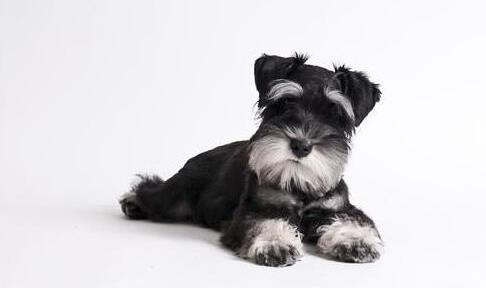 狗狗平均壽命排行榜,藏獒力大勇猛,北京犬代表勇氣和大膽