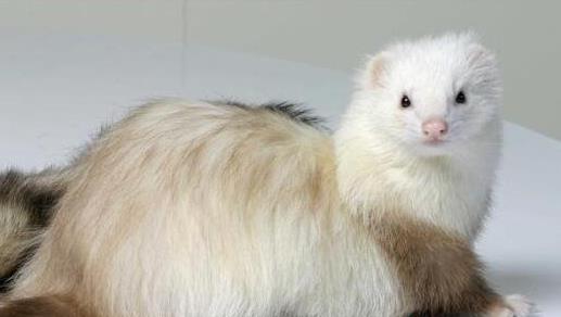 十大最粘人寵物排行榜,英國古代牧羊犬敦厚親人,金毛是乖巧助手