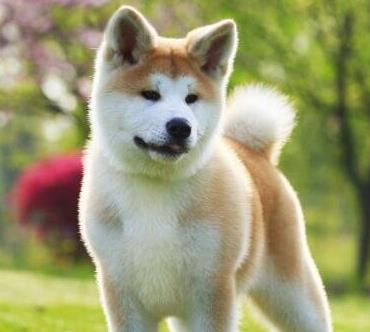 最適合家養的狗狗排名,薩摩耶能治愈傷感,博美嬌小可愛