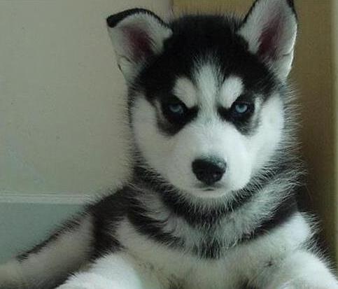 十大最粘人寵物排行榜,英國古代牧羊犬敦厚親人,金毛是乖巧助手