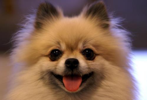 最適合家養的狗狗排名,薩摩耶能治愈傷感,博美嬌小可愛