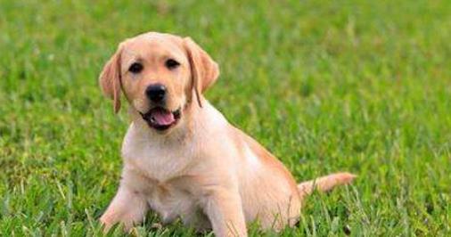 十大最粘人寵物排行榜,英國古代牧羊犬敦厚親人,金毛是乖巧助手