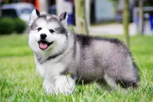 十大最粘人寵物排行榜,英國古代牧羊犬敦厚親人,金毛是乖巧助手