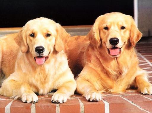 最適合家養的狗狗排名,薩摩耶能治愈傷感,博美嬌小可愛