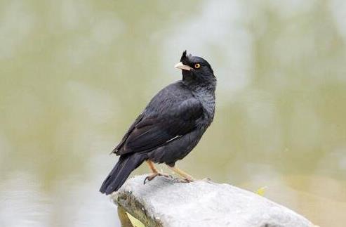 十大最粘人寵物排行榜,英國古代牧羊犬敦厚親人,金毛是乖巧助手