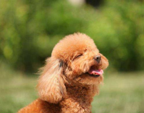 最適合家養的狗狗排名,薩摩耶能治愈傷感,博美嬌小可愛