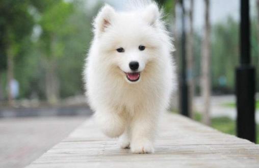 十大最粘人寵物排行榜,英國古代牧羊犬敦厚親人,金毛是乖巧助手