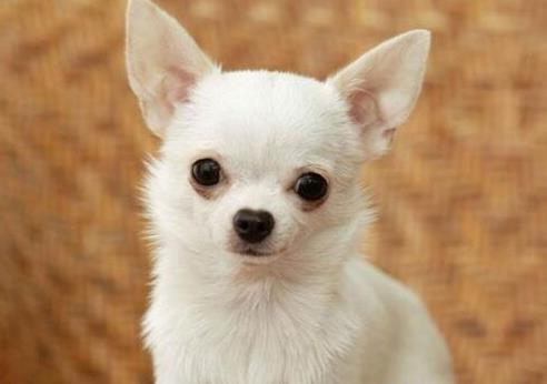 最適合家養的狗狗排名,薩摩耶能治愈傷感,博美嬌小可愛