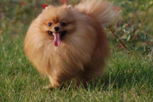 十大最粘人寵物排行榜,英國古代牧羊犬敦厚親人,金毛是乖巧助手