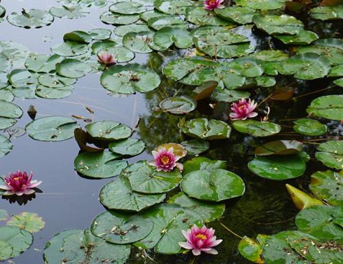 仙桃十大景點(diǎn)排行榜,陳友諒紀(jì)念館、沔城風(fēng)景名勝區(qū)很出名