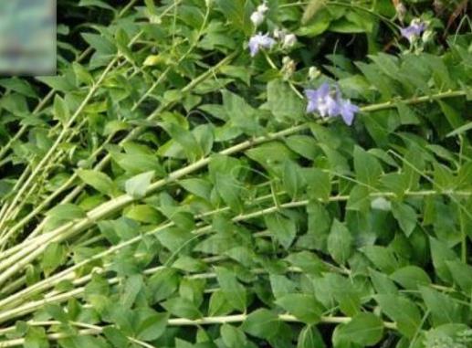 十大野菜種類排名,面條菜對咳嗽有療效,婆婆丁能抗菌消炎