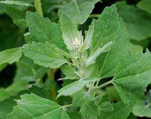 十大野菜種類排名,面條菜對咳嗽有療效,婆婆丁能抗菌消炎