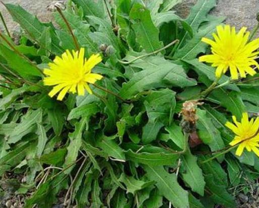 十大野菜種類排名,面條菜對咳嗽有療效,婆婆丁能抗菌消炎